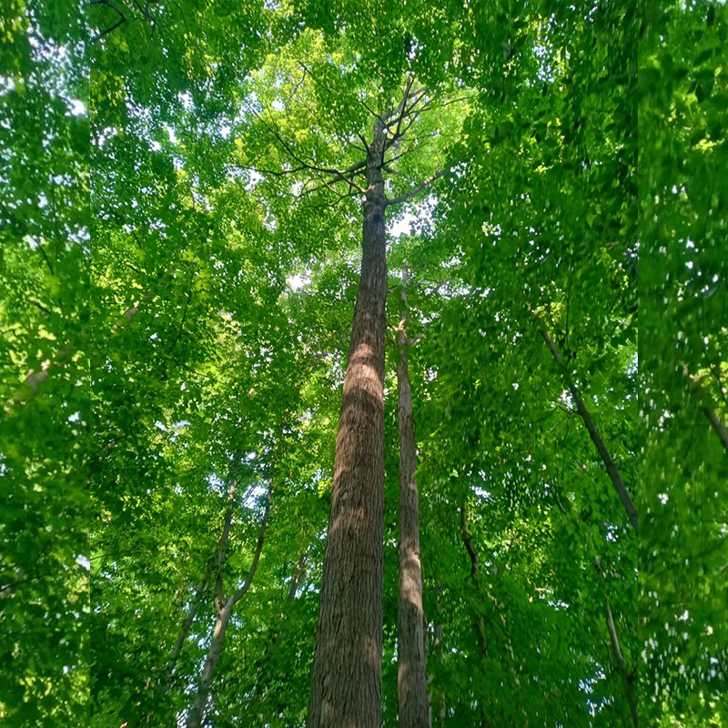 Treetop Cat Rescue, Cleveland, Ohio, Seven Hills, Angelo Ciammaichella, tree rescue, cat stuck in tree, Northeast Ohio, rescuing cats from trees, Fleck Tree Service, Akron, Mayfield,