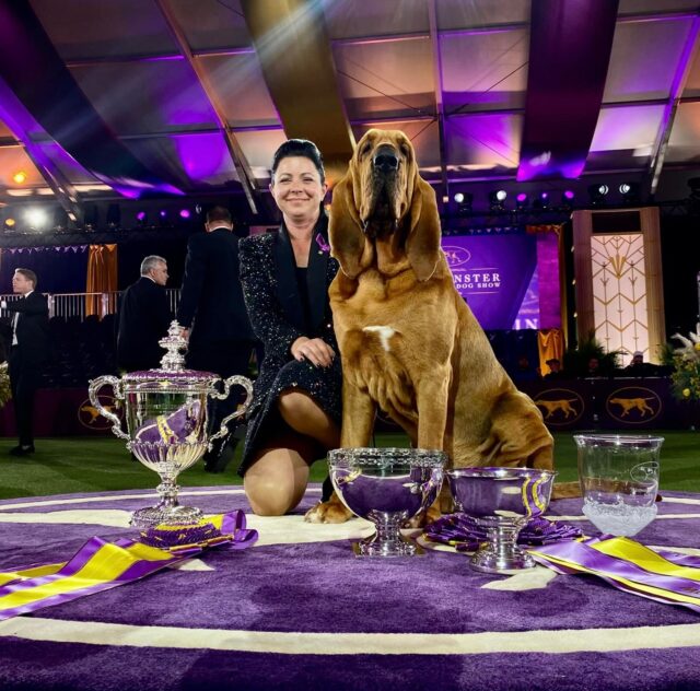 Trumpet the Bloodhound winner