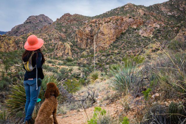 Dog Friendly Tucson