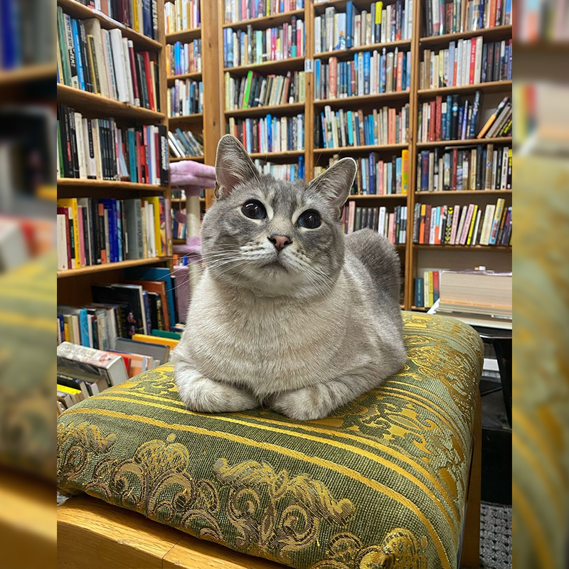 Twice Sold Tales, Seattle, Washington, bookstore cats, Jamie Lutton, Shea Vassar, cats plan world domination, books, used books, rodent control, shop cat, bodega cat, Buster