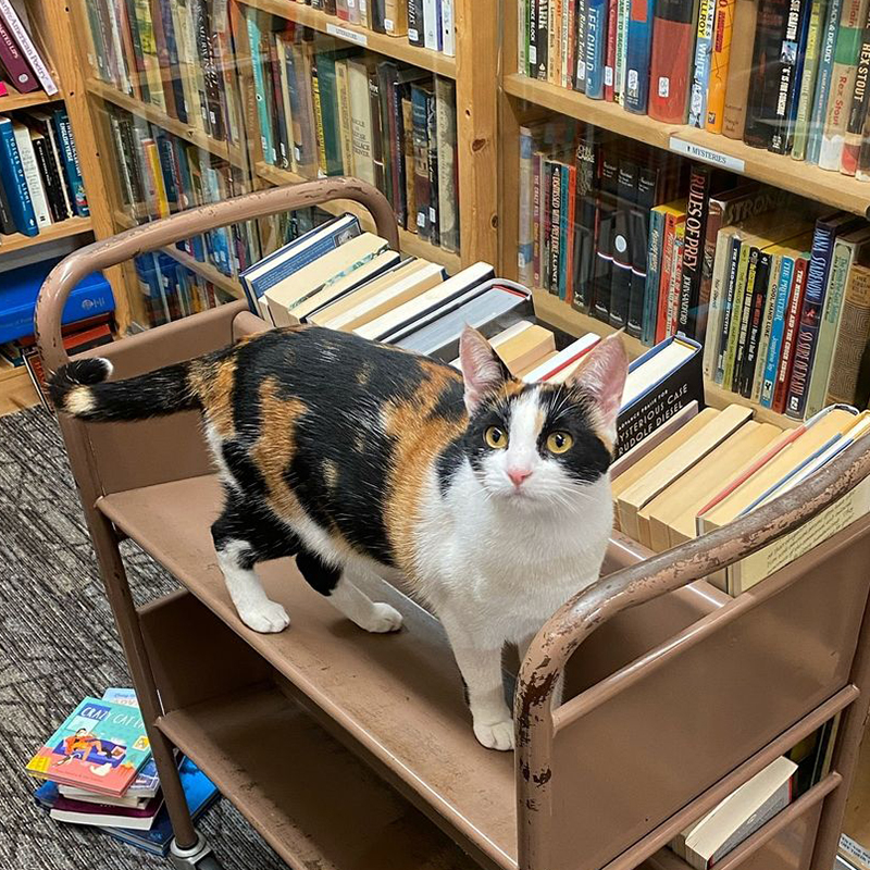 Twice Sold Tales, Seattle, Washington, bookstore cats, Jamie Lutton, Shea Vassar, cats plan world domination, books, used books, rodent control, shop cat, bodega cat, Myrtle