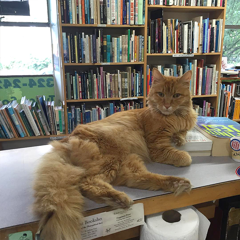 Twice Sold Tales, Seattle, Washington, bookstore cats, Jamie Lutton, Shea Vassar, cats plan world domination, books, used books, rodent control, shop cat, bodega cat, Schmoo