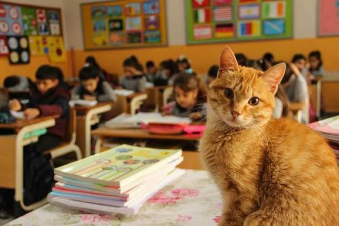 “We found a house for Tombi and he stayed there for three days, but he was not happy. He stopped eating,” says Özlem. “So I took him home, but here too he was not happy. ”