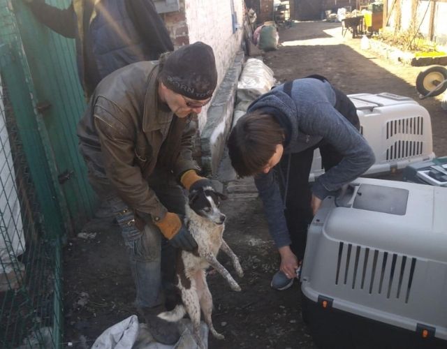 pets and rescuers Ukraine