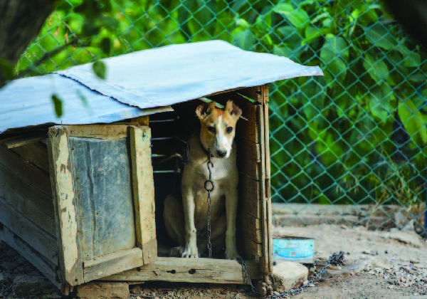 dog in fence and chain