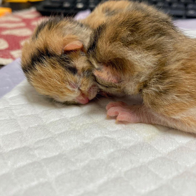 Dannielle at Southon Rescue, Preemies, Premature kittens, neonates, Venus the calico, Winter Park, Florida, bottle babies, 5