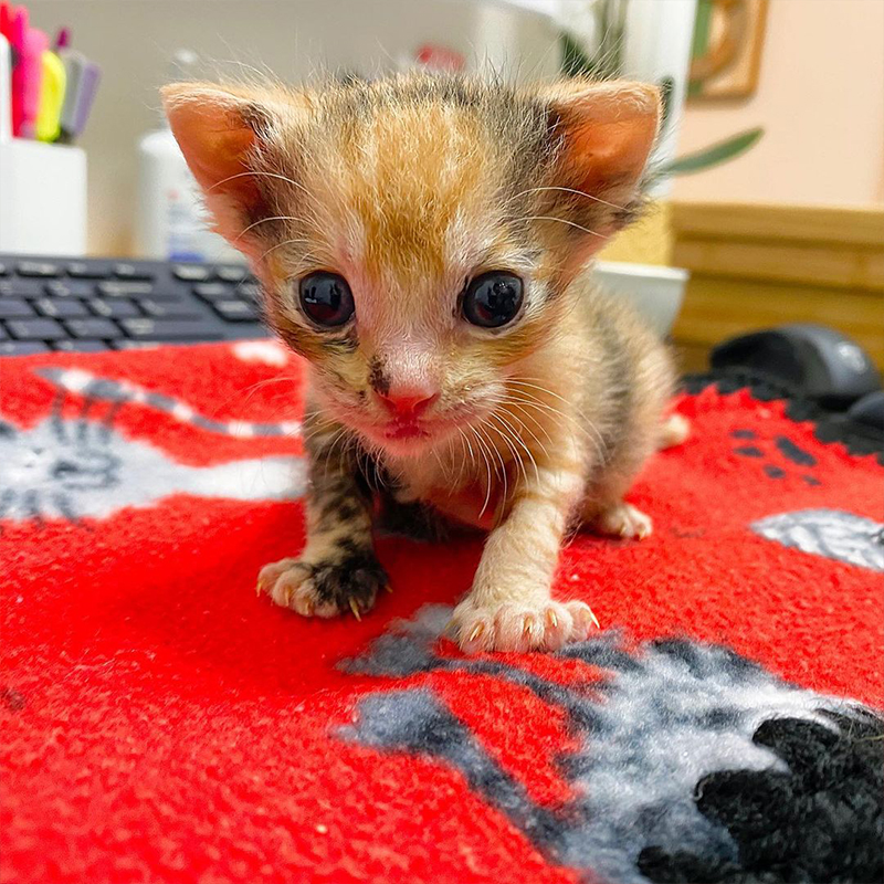 Dannielle at Southon Rescue, Preemies, Premature kittens, neonates, Venus the calico, Winter Park, Florida, bottle babies, 3