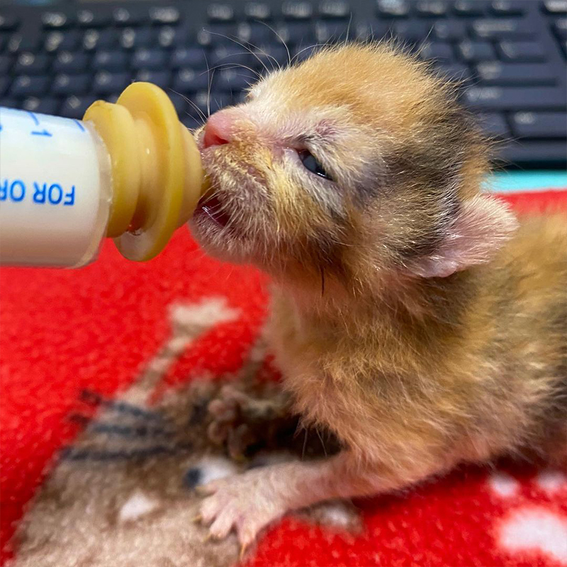 Dannielle at Southon Rescue, Preemies, Premature kittens, neonates, Venus the calico, Winter Park, Florida, bottle babies, 1