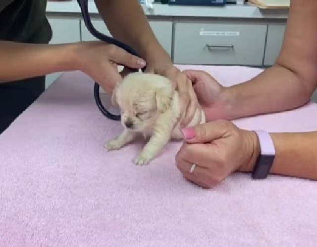 Vet Check