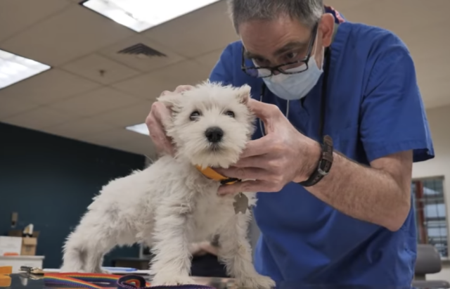 Vet Caring for Puppy Mill Survivor