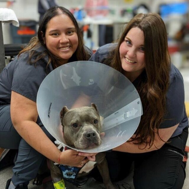 Vets with dog who swallowed drone