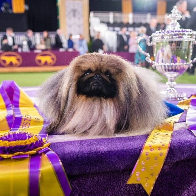 Wasabi the Pekingese