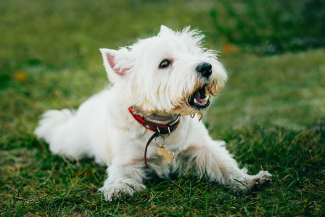 Westie Wearing Seresto Collar