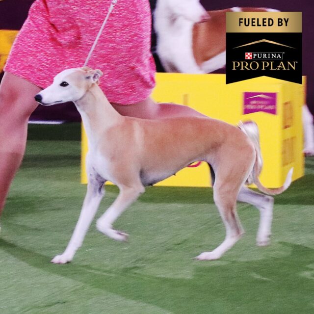 Westminster Dog Show Whippet runner-up