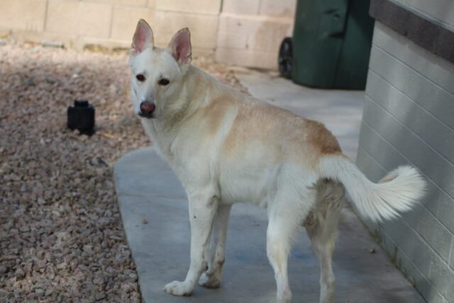 White Shepherd passed away