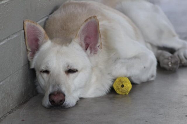 White Shepherd sleeping