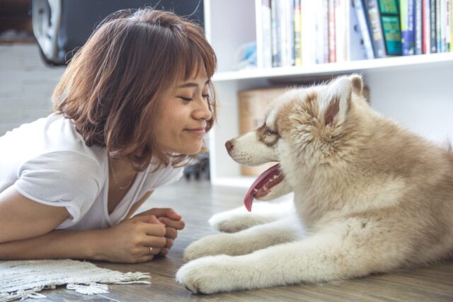 Woman smiling at Husky