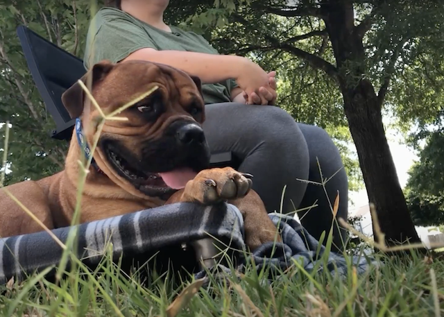 Woman with service dog mastiff