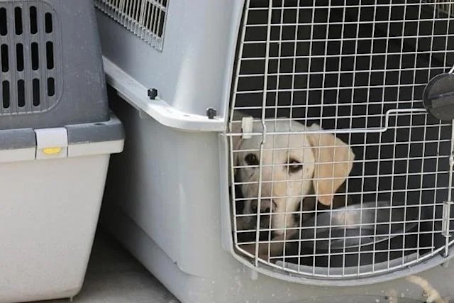 Working Dog left in crate