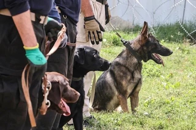 Working Dogs in Afghanistan