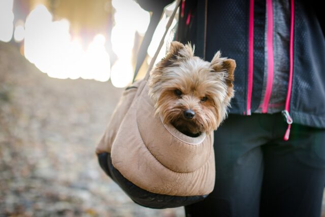 Yorkie in Purse