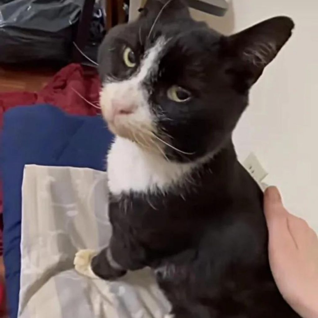 a man petting a cat while he looks at her