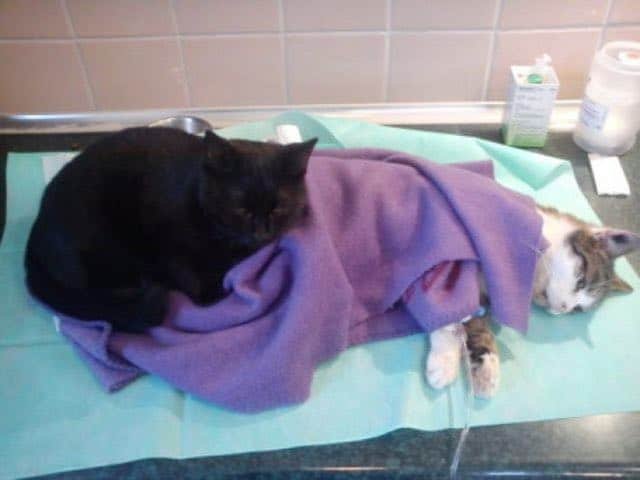 Rescue Cat Becomes Nurse at Shelter Caring For Sick and/or Injured Animals 3