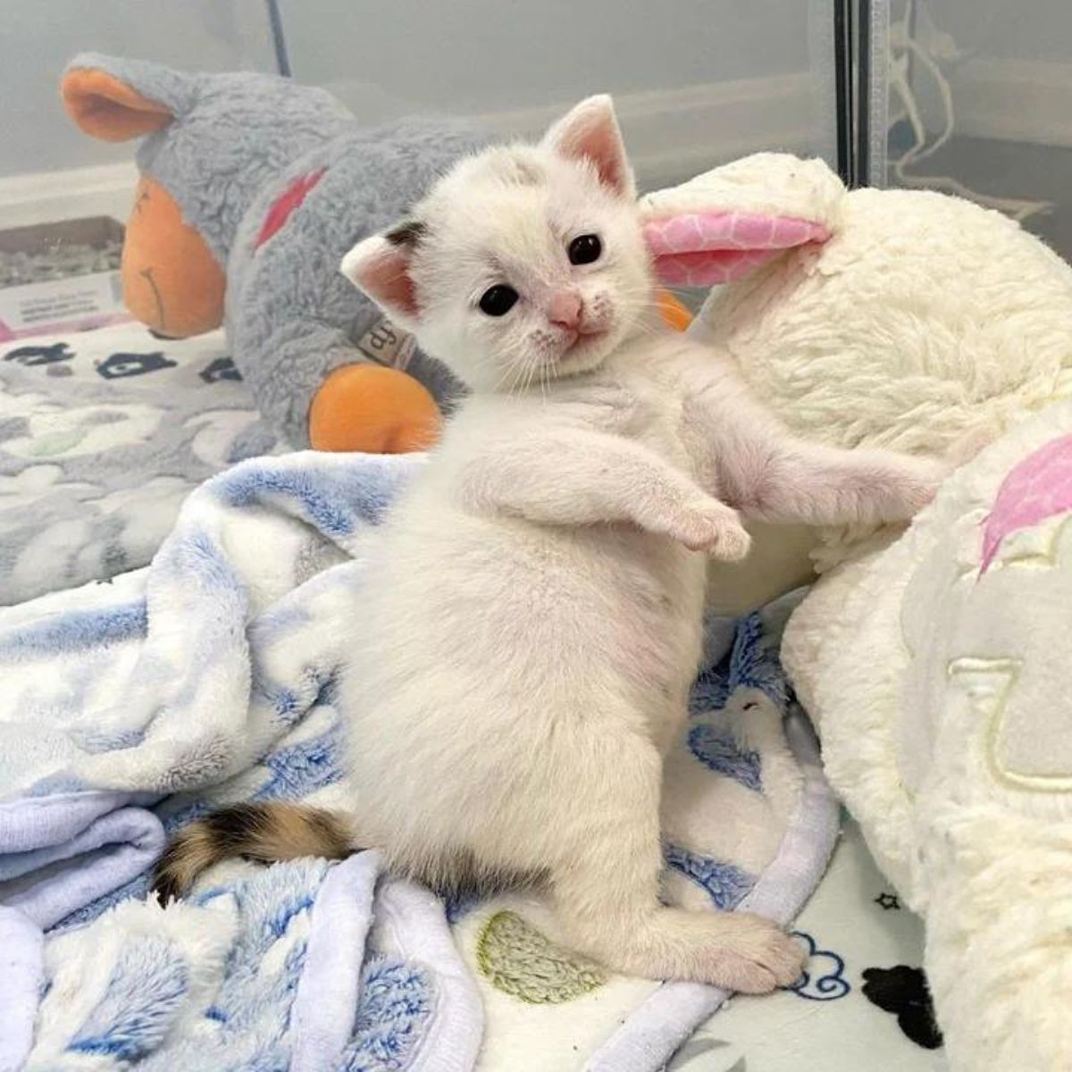 adorable kitten with toys