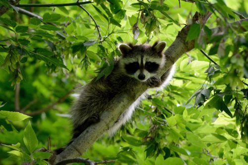 Raccoon in tree