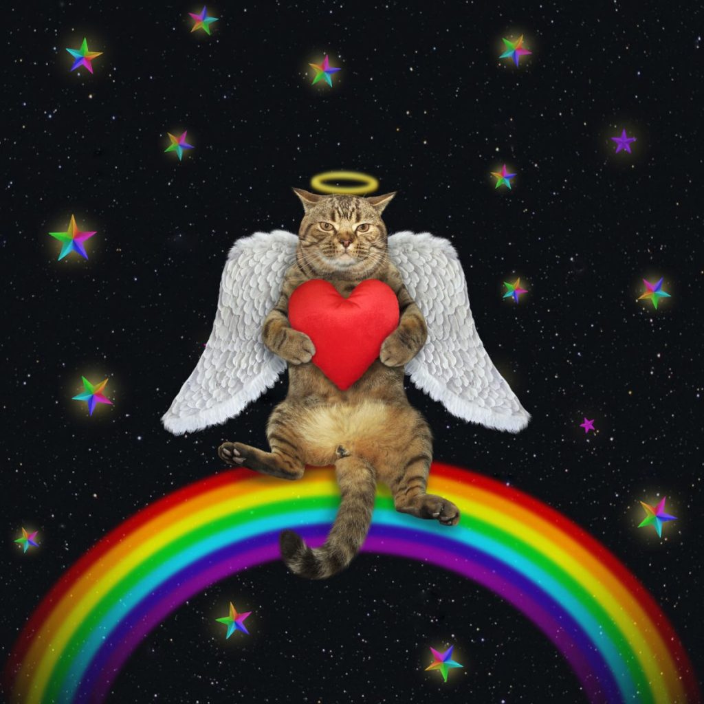 angel cat sitting on a rainbow