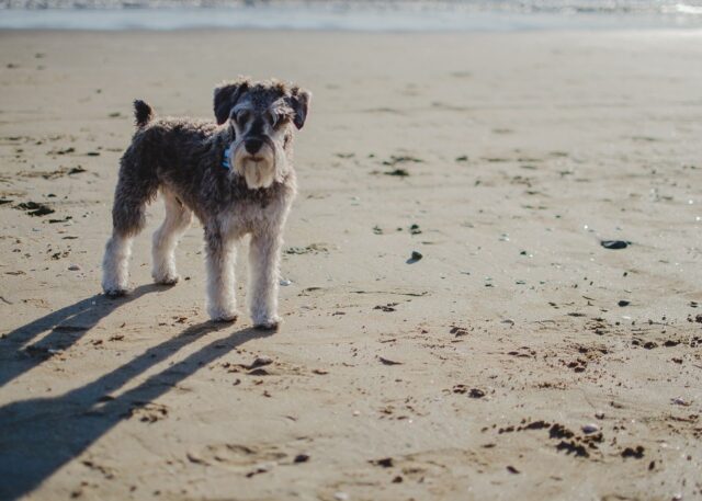 Dog on beach