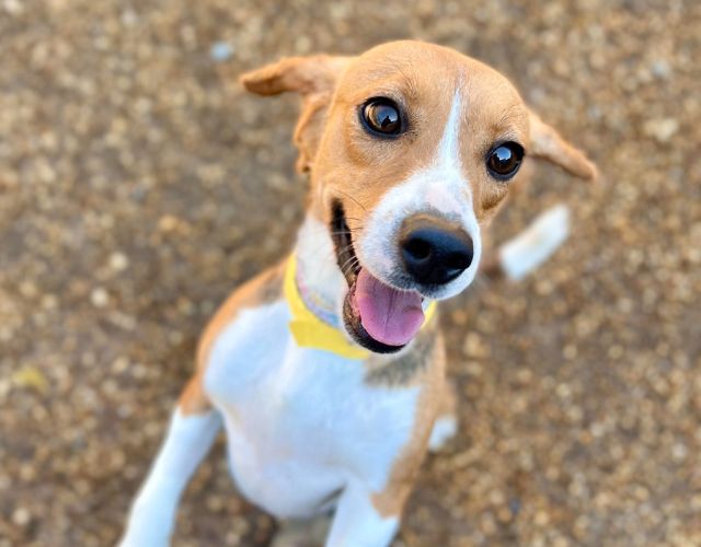 beagles rescued from research lab