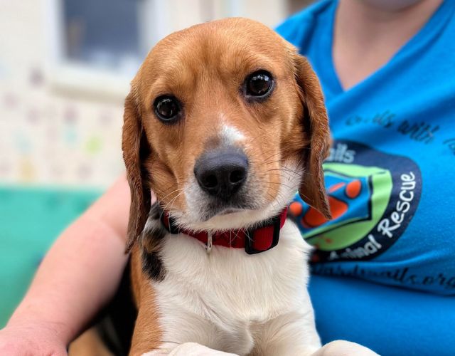 beagles rescued from research lab