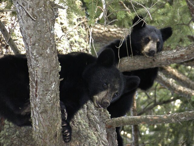 Bear Cubs