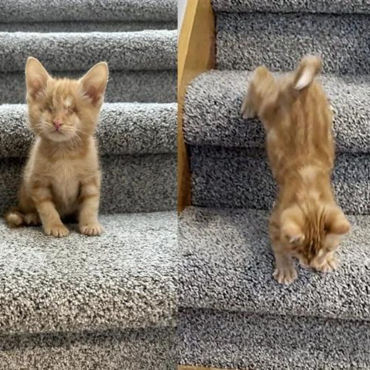 blind ginger kitten