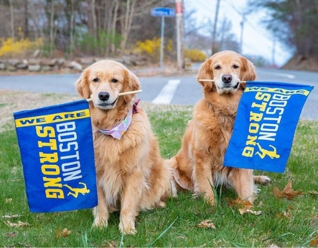 boston marathon dog