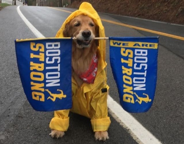 boston marathon dog