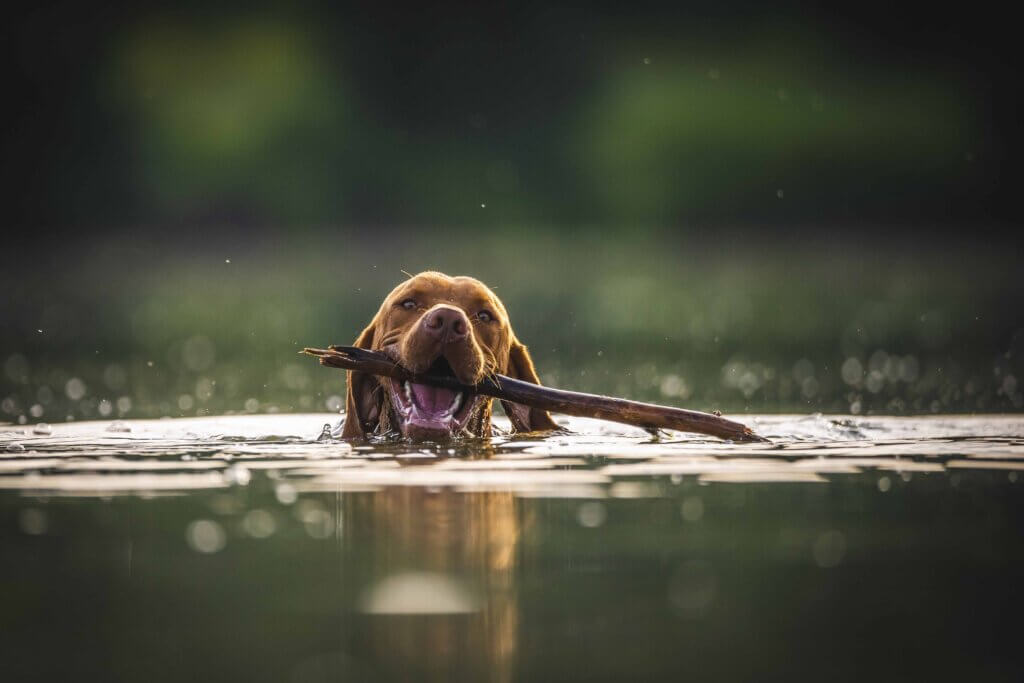 dog swimming in a lake