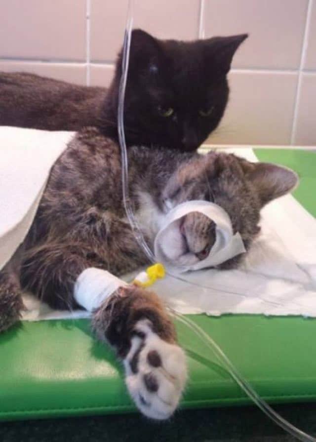 Rescue Cat Becomes Nurse at Shelter Caring For Sick and/or Injured Animals 5