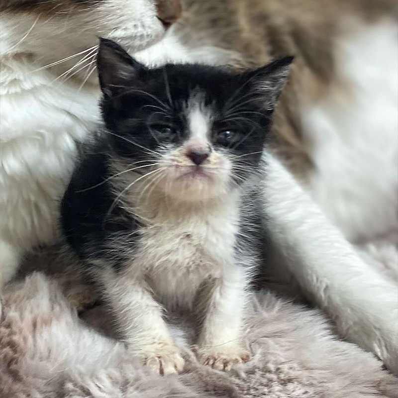 Officer Gretchen Bryne, Cat Cop, Bocaratona, , Marc Antony and Pussyfoot, Batcat, cute kittens, rescued kittens, BKA, Byrne's Kitten Academy, Coral Springs Humane Unit, Florida, 2