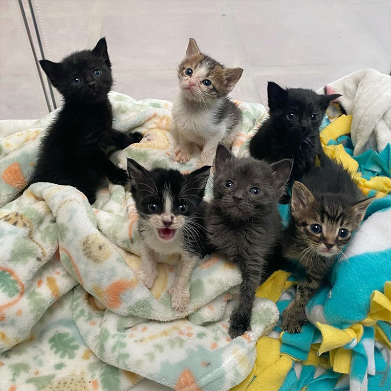 Officer Gretchen Bryne, Cat Cop, Bocaratona, cartoon, cartoons, cartoon kittens, Marc Antony and Pussyfoot, Batcat, cute kittens, rescued kittens, BKA, Byrne's Kitten Academy, Coral Springs Humane Unit, Florida, 2