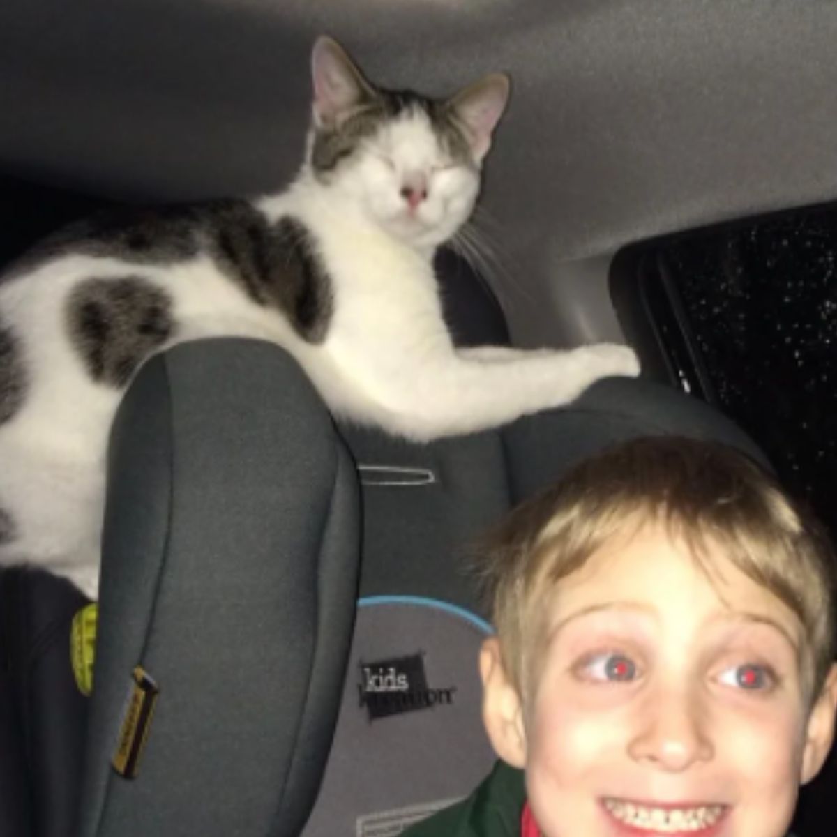 cat and a boy in a car