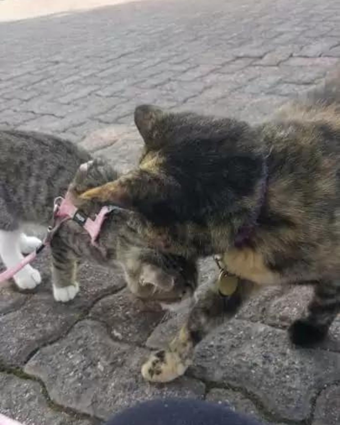 cat and tabby kitten