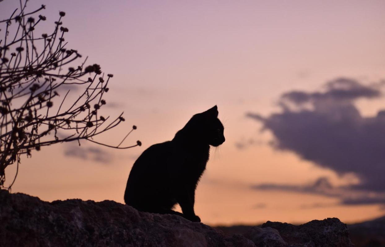 cat-at-dusk