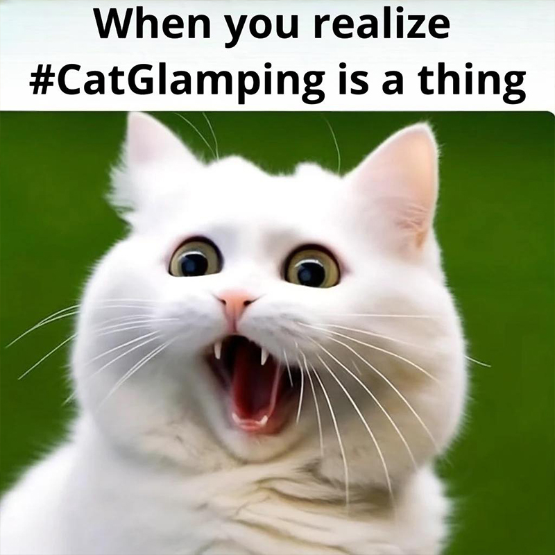 Purrapy Inc, Glamping, Purradise Springs, Ichetucknee Springs State Park, Cat Rescue, Adopting Cats, Tents, Camping with Cats, 7