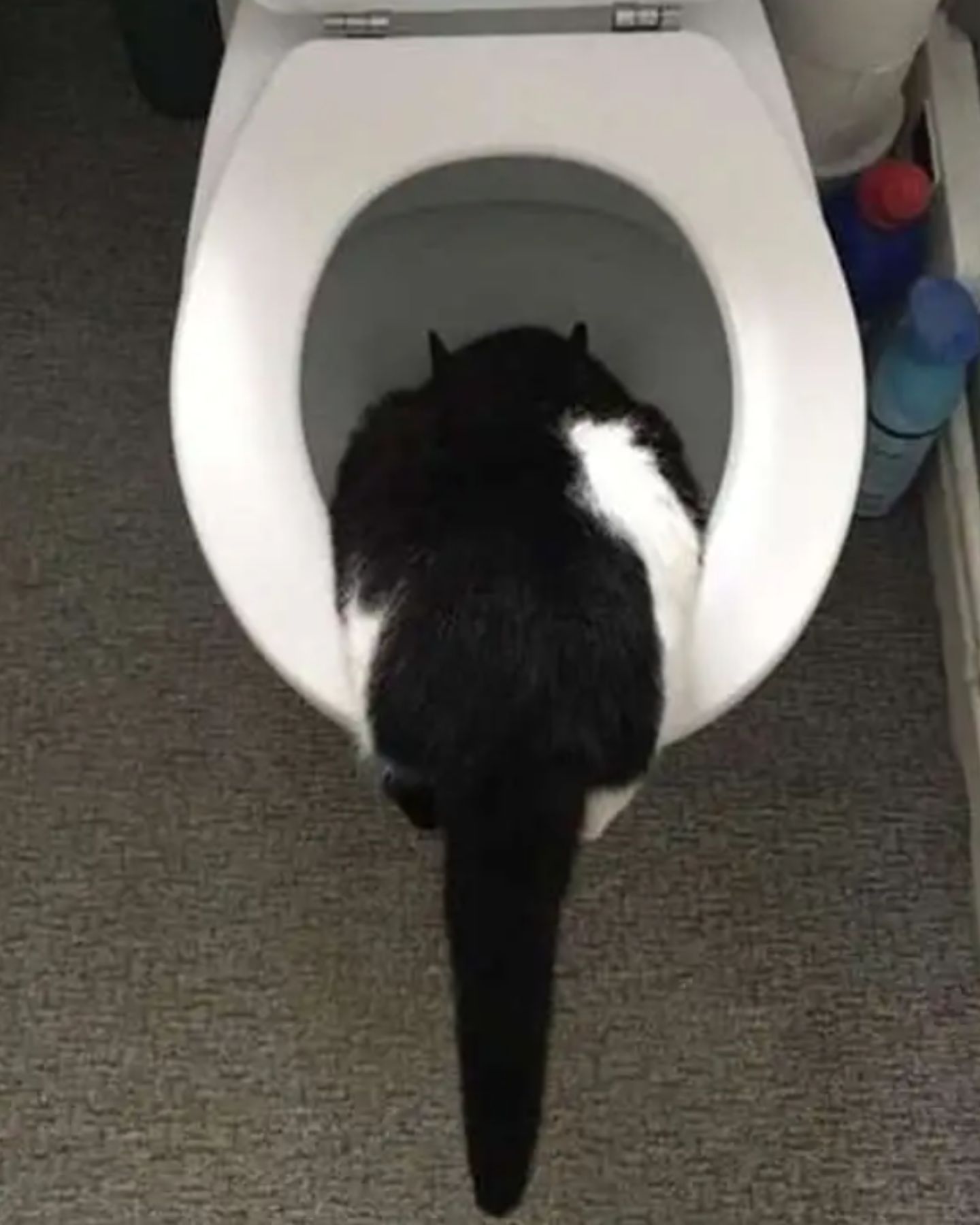 cat drinking from toilet