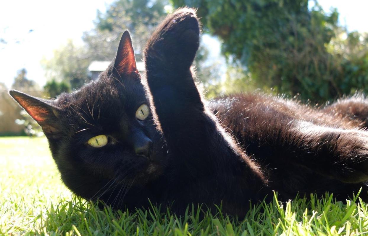 cat-in-grass