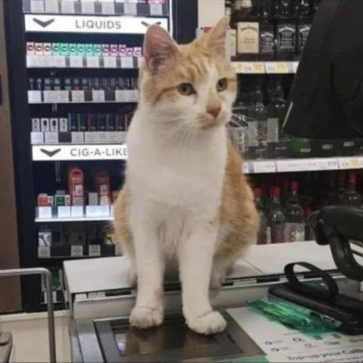 cat in store