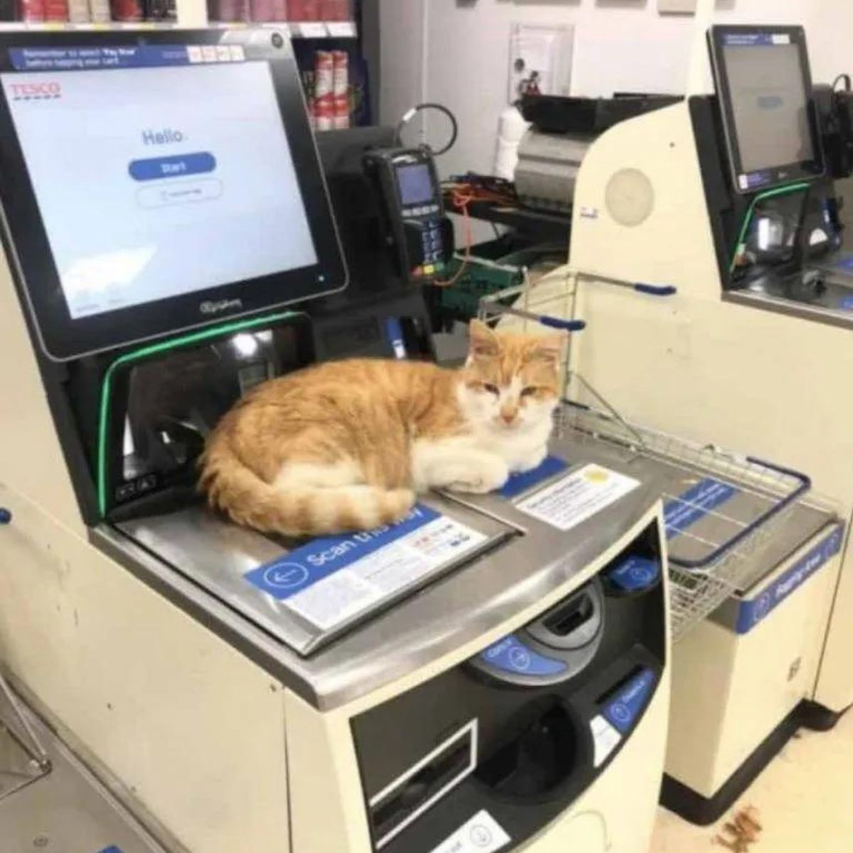 cat laying in store