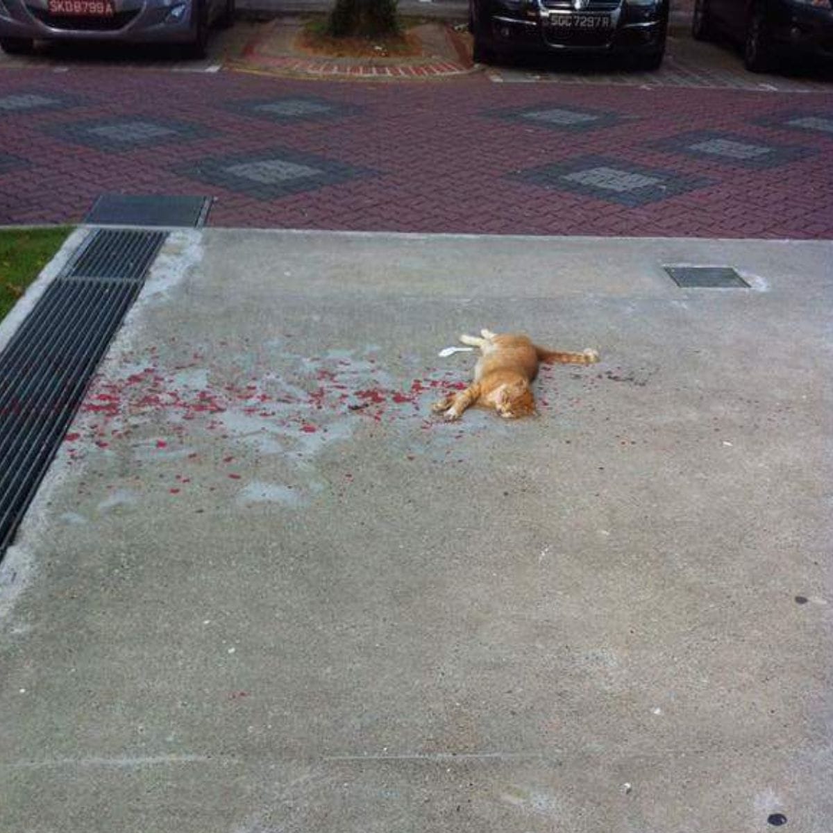 cat laying on the concrete